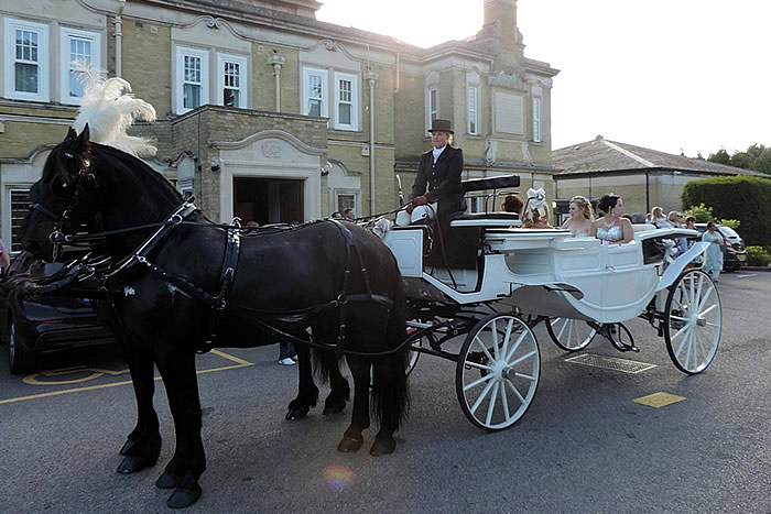 Prom Carriage Horses 6