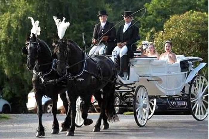 Prom Carriage Horses 8