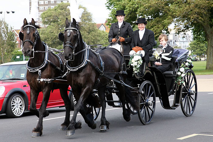 Prom Carriage Horses 5