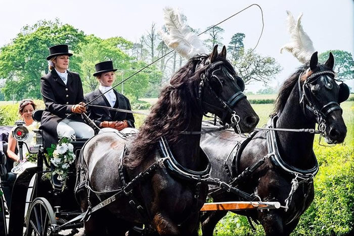 Carriage Horses 2