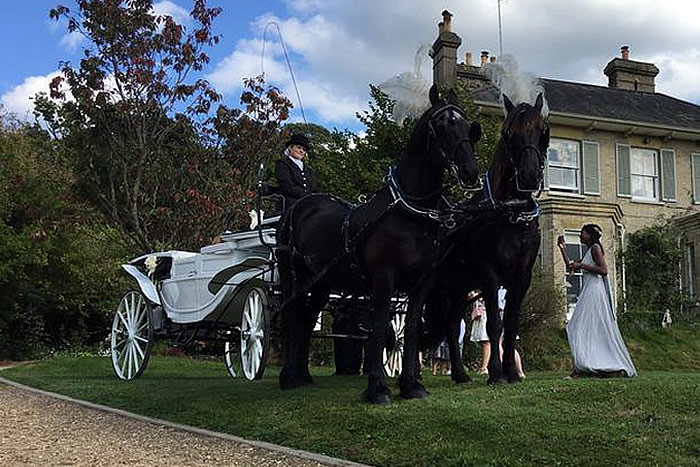 Carriage Horses 2