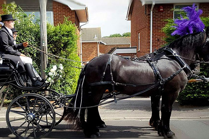 Carriage Horses 7