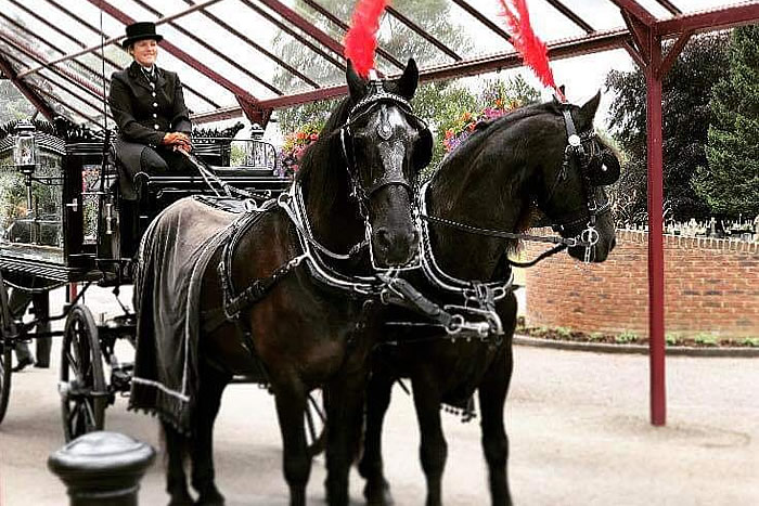 Funeral Horses Carriage 3