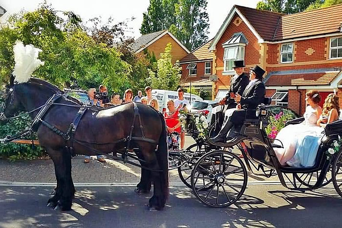 Prom Carriage Horses 9