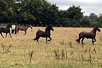 Horsing Around In The Fields
