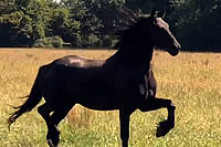 Horsing Around In The Fields